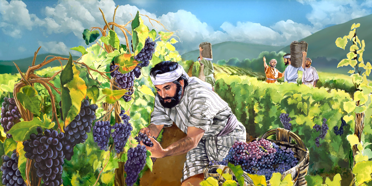 Mannen die in een wijngaard werken