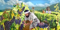 Men working in a vineyard