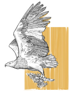 An eagle carrying a shoot of a cedar tree.