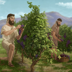 Men gathering a bountiful harvest of grapes in the land of Israel.