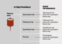 Кан, кандын негизги төрт заты жана кандын курамдык бөлүктөрү