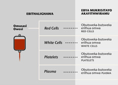 Omusasi, ebitsweka byagho bbini bikulhu-bikulhu, n’ehitsweka-hitsweka hy’omusasi