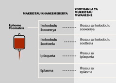 Blood, its four main parts, and blood fractions