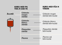 Blood, its four main parts, and blood fractions