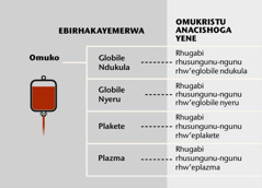 Muko, bigabi bini bikulu bya muko, n’orhugabi rhusungunu-ngunu rhw’omuko