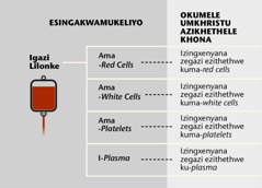 izingxenye ezine zegazi lezingxenyana zalo ezincane