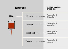 Xûn, çar parên xûnêye sereke, û firaksiyên xûnê