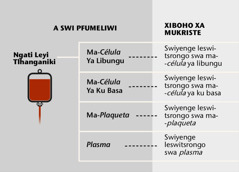 Ngati, swiyenge swa yone swa mune leswikulu, ni swiyenge swa ngati leswitsrongo