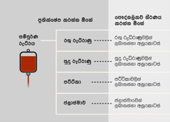 ධිරය, රුධිරයේ ප්‍රධාන කොටස් හතර සහ රුධිරයේ අනුකොටස්