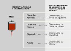 Madi, dikarolo tse 4 tsa madi le dikarolwana tsa ona