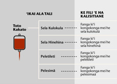 Toto, ko hono konga tefito ʻe fā, mo e fanga kiʻi kongokonga iiki ʻo e totó