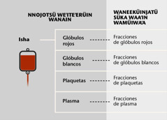 Isha, pienchisü kasa sünainka tü ishakat otta fracciones sanguíneas