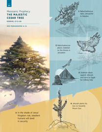 Messianic Prophecy—The Majestic Cedar Tree