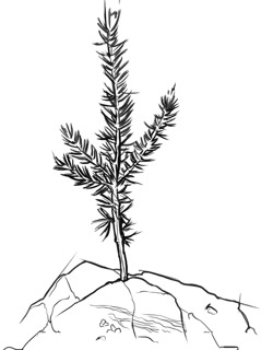 A tender shoot of a cedar tree planted on top of a mountain.
