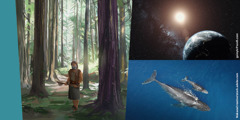 Collage: 1. Noè ha in mano un’ascia e guarda in su verso gli alberi alti della foresta. 2. La terra, le stelle e il sole visti dallo spazio. 3. Una foto dall’alto di una balena con il suo piccolo.
