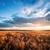 Sončni vzhod nad velikim pšeničnim poljem