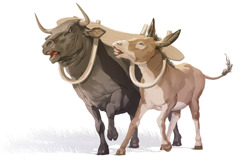 A strong bull and a small donkey struggling under a wooden yoke.