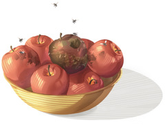 A bowl of apples. One rotten apple is attracting flies and is beginning to spoil the other apples.