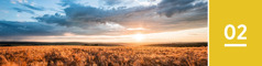 Lezione 02. Il sole sorge su un vasto campo di grano.