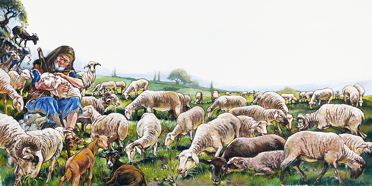 how do shepherds herd sheep