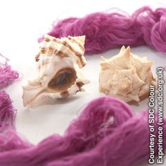 Murex shellfish and Tyrian purple wool