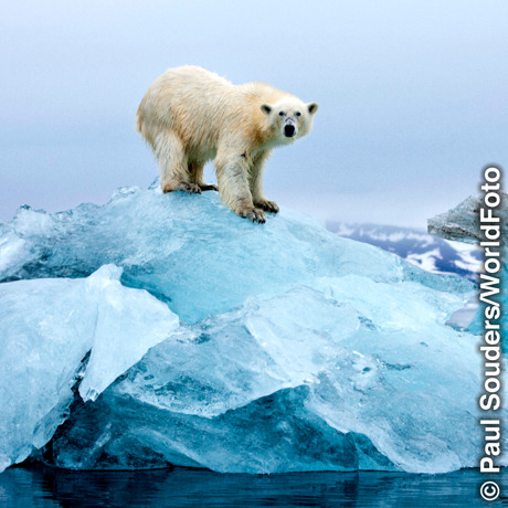 Um urso polar em cima de um pedaço de gelo