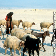 En herde med sin fårhjord.