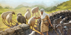 A shepherd separates sheep from goats