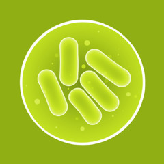 Stavformede bakterier