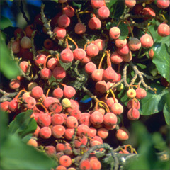 큰 송이를 이룬 돌무화과 열매