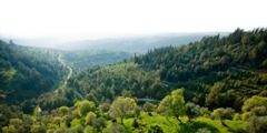 Forêt de Biriya, en Galilée