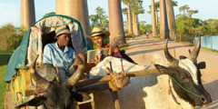 One of Jehovah’s Witnesses shares a Bible passage with an oxcart driver on the Alley of the Baobabs in Morondava, Madagascar