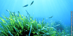 Plantas subacuáticas