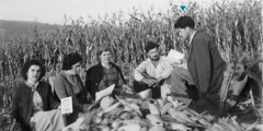 Ο Δημήτρης Ψαρράς συναθροίζεται με μερικούς αδελφούς σε ένα χωράφι με καλαμπόκια