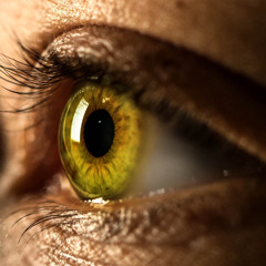 The human eye