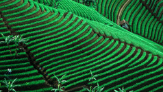 An aerial view of a lush tea plantation on a mountainside.