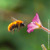 Μέλισσα πετάει κοντά σε ένα λουλούδι.