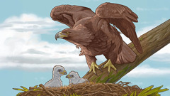 An eagle perched slightly above its nest, protecting its two eaglets.