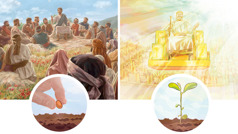 Kolaż: 1. Jezus naucza duży tłum ludzi. Na ilustracji we wstawce ktoś sieje ziarno. 2. Jezus i 144 000 siedzą na tronach w niebie. Na ilustracji we wstawce młoda roślina.
