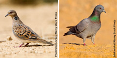 Collage: 1. A turtledove. 2. A rock pigeon.