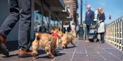 Čovek šeta svoja dva psa. Oni prilaze jednom bračnom paru Jehovinih svedoka koji stoji pored kolica s literaturom.