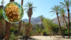 Date palms in an oasis. An inset shows a cluster of dates on a palm tree.