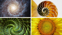 Picture: Some things wey Jehovah make wey de curve round-round. 1. Plenty stars wey arrange together to form galaxy. 2. The body of one animal wey them de call nautilus. 3. Leaves. 4. Sunflower.