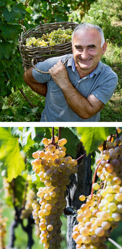 A man carries a basket of grapes; clusters of grapes