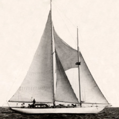 Sibia barco