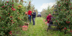 Sahalak penyiar di Polandia marbarita tu sahalak baoa na karejo di kobun apel