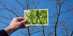A person holding up a photo of leafy green trees and comparing them to the leafless trees in front of him.