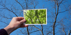Seseorang memegang foto yang menunjukkan pokok yang penuh dengan daun yang hijau. Dia membandingkan foto itu dengan pokok-pokok yang tidak berdaun di depannya.