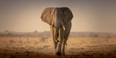 Seekor gajah di savana Afrika yang kering-kontang.