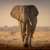 A solitary elephant on the parched African savannah.